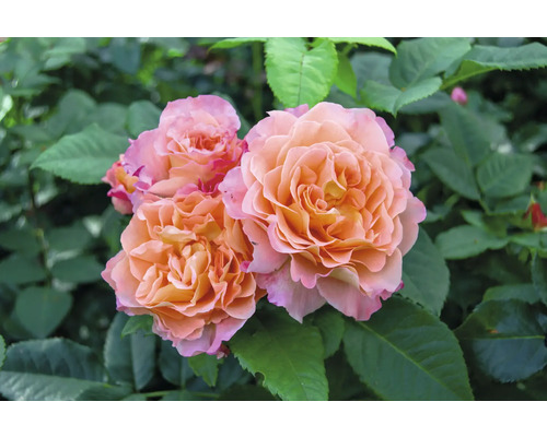 Närbild av orange rosenblommor med gröna blad