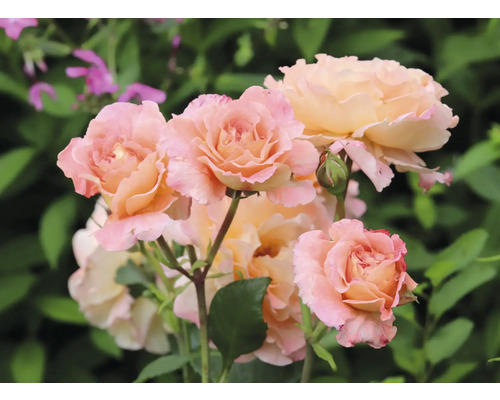 Närbild av flera rosenblommor i trädgården.