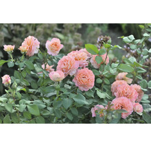 Blomsterbädd med rosa rosenblommor och gröna blad