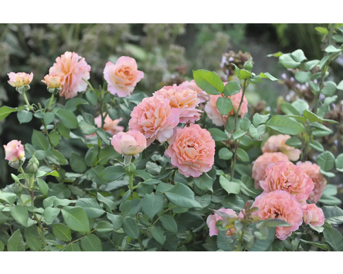 Blomsterbädd med rosa rosenblommor och gröna blad