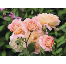 Närbild av flera rosenblommor i trädgården.