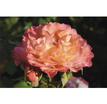 Närbild av en rosa-orange rosblomma med knoppar