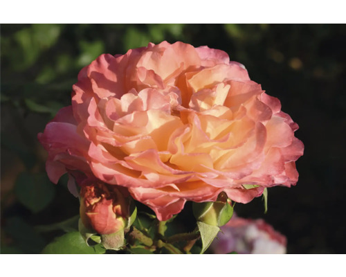 Närbild av en rosa-orange rosblomma med knoppar