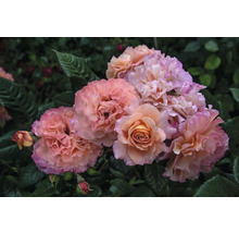 Närbild av rosenblommor