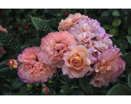 Närbild av rosenblommor