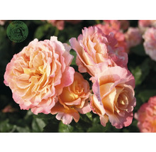 Närbild av en rabattros med fyllda blommor