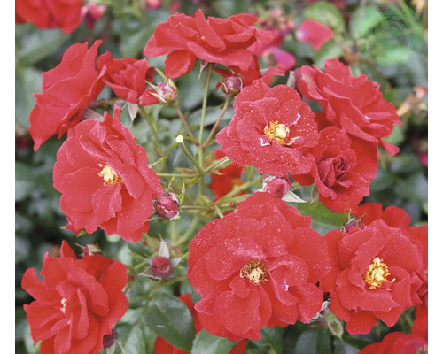 Marktäckande ros med röda blommor