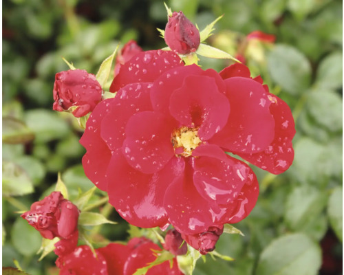 Närbild av en röd ros med blomknoppar och vattendroppar