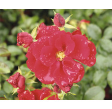 Närbild av en röd ros med blomknoppar och vattendroppar