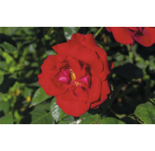 Närbild av en röd rosblomma