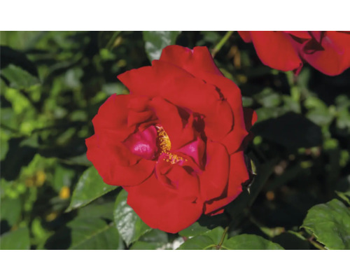 Närbild av en röd rosblomma
