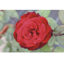 Närbild av en enda röd ros med blad