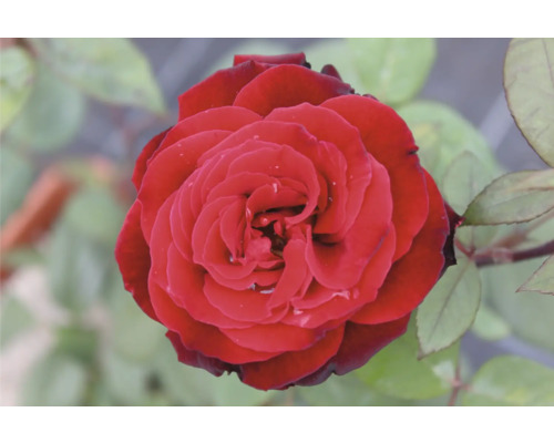 Närbild av en enda röd ros med blad