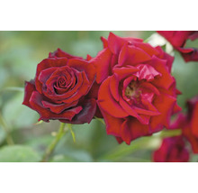 Närbild av två röda rosblommor