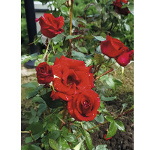 Närbild av en röd ros i trädgården