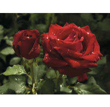 Närbild av två röda rosenblommor med vattendroppar