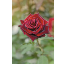 Närbild av en enda röd ros