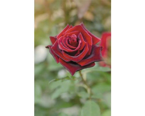 Närbild av en enda röd ros