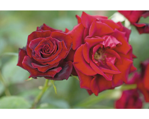 Närbild av två röda rosblommor