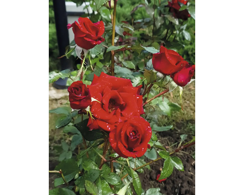 Närbild av en röd ros i trädgården