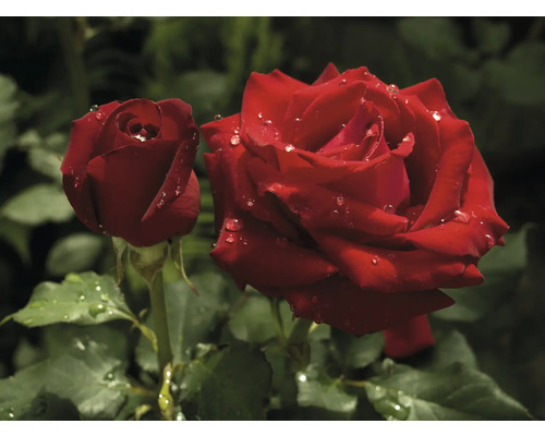 Närbild av två röda rosenblommor med vattendroppar