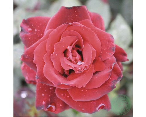 Ros OMNIA GARDEN Rosa Barkarole 'Tanelorak' (Tehybrid-Gruppen) 10-pack Närbild av en röd ros med vattendroppar