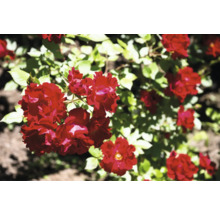 Närbild av röda rosenblommor i trädgården