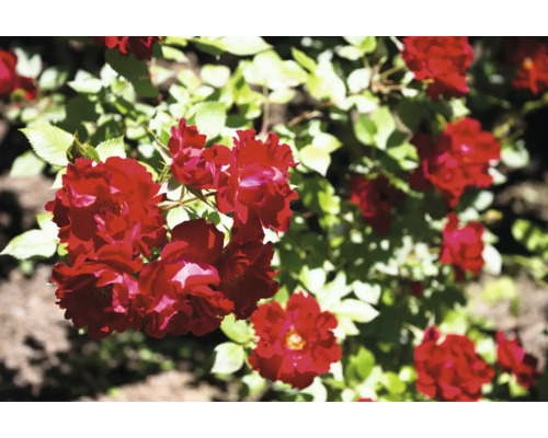 Närbild av röda rosenblommor i trädgården