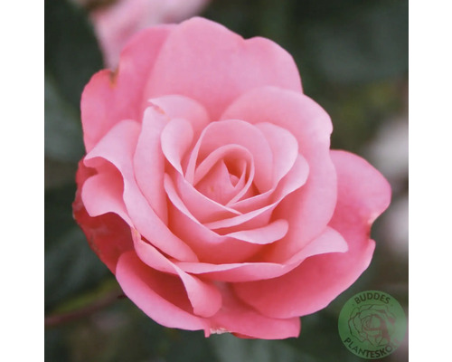 Närbild av en rosa ros