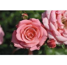 Närbild av en öppen, rosa ros med rosenknoppar i bakgrunden