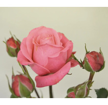 Närbild av en enda rosa ros med knoppar