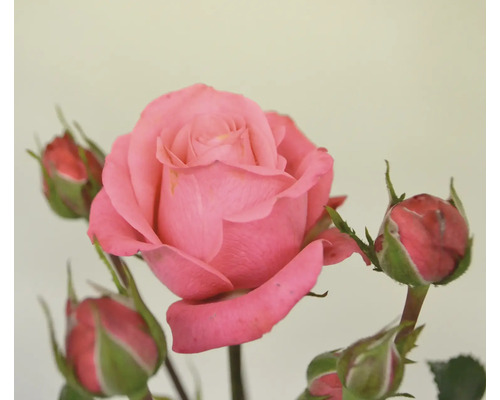 Närbild av en enda rosa ros med knoppar