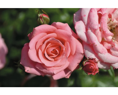 Närbild av en öppen, rosa ros med rosenknoppar i bakgrunden