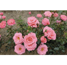 Närbild av blommande rosor i trädgården