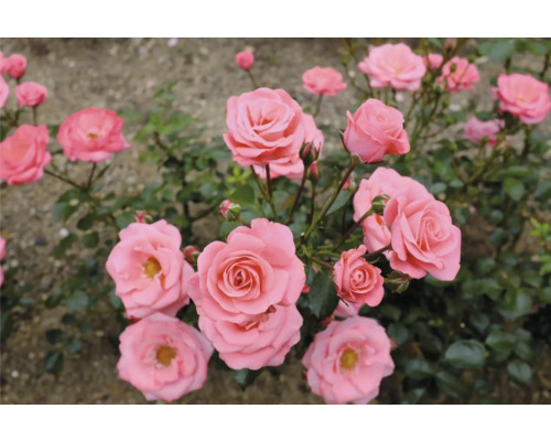 Närbild av blommande rosor i trädgården