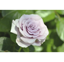 Närbild av en enda lila ros med gröna blad