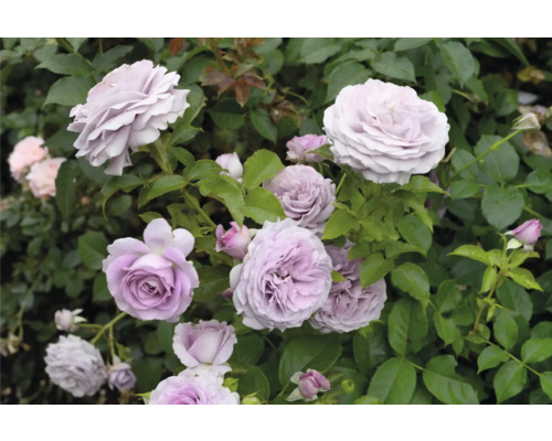 Närbild av en blommande ros i trädgården