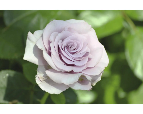 Närbild av en enda lila ros med gröna blad