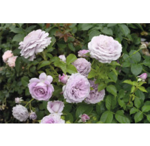 Närbild av en blommande ros i trädgården