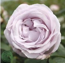 Närbild av en lila rosblomma med Buddens Plantenskole-logotypen.