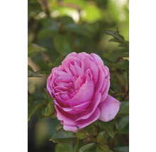 Närbild av en rosa ros med gröna blad
