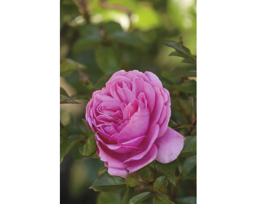 Närbild av en rosa ros med gröna blad
