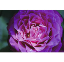 Närbild av en violett rosblomma
