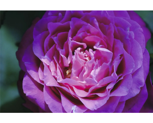 Närbild av en violett rosblomma