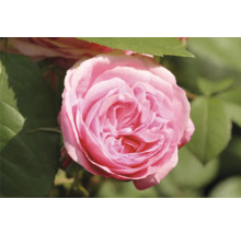 Närbild av en rosa ros med gröna blad