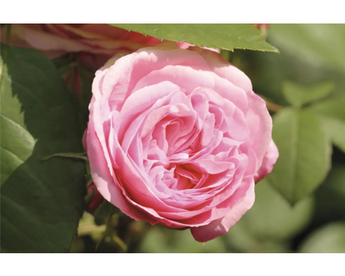 Närbild av en rosa ros med gröna blad