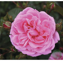 Närbild av en rosa ros
