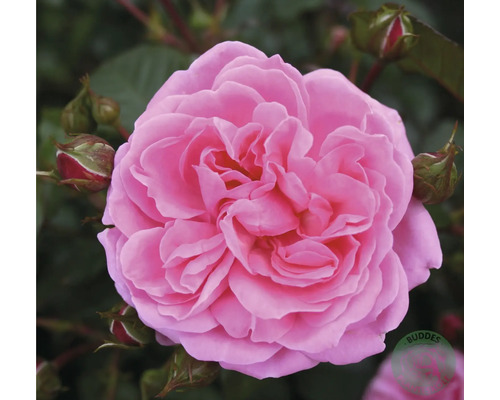 Närbild av en rosa ros