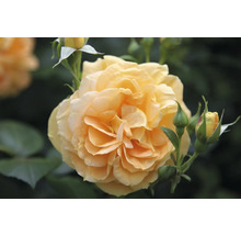 Närbild av en gul rosblomma med knoppar