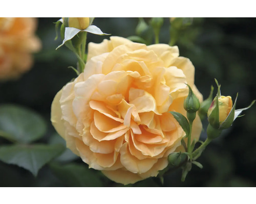 Närbild av en gul rosblomma med knoppar